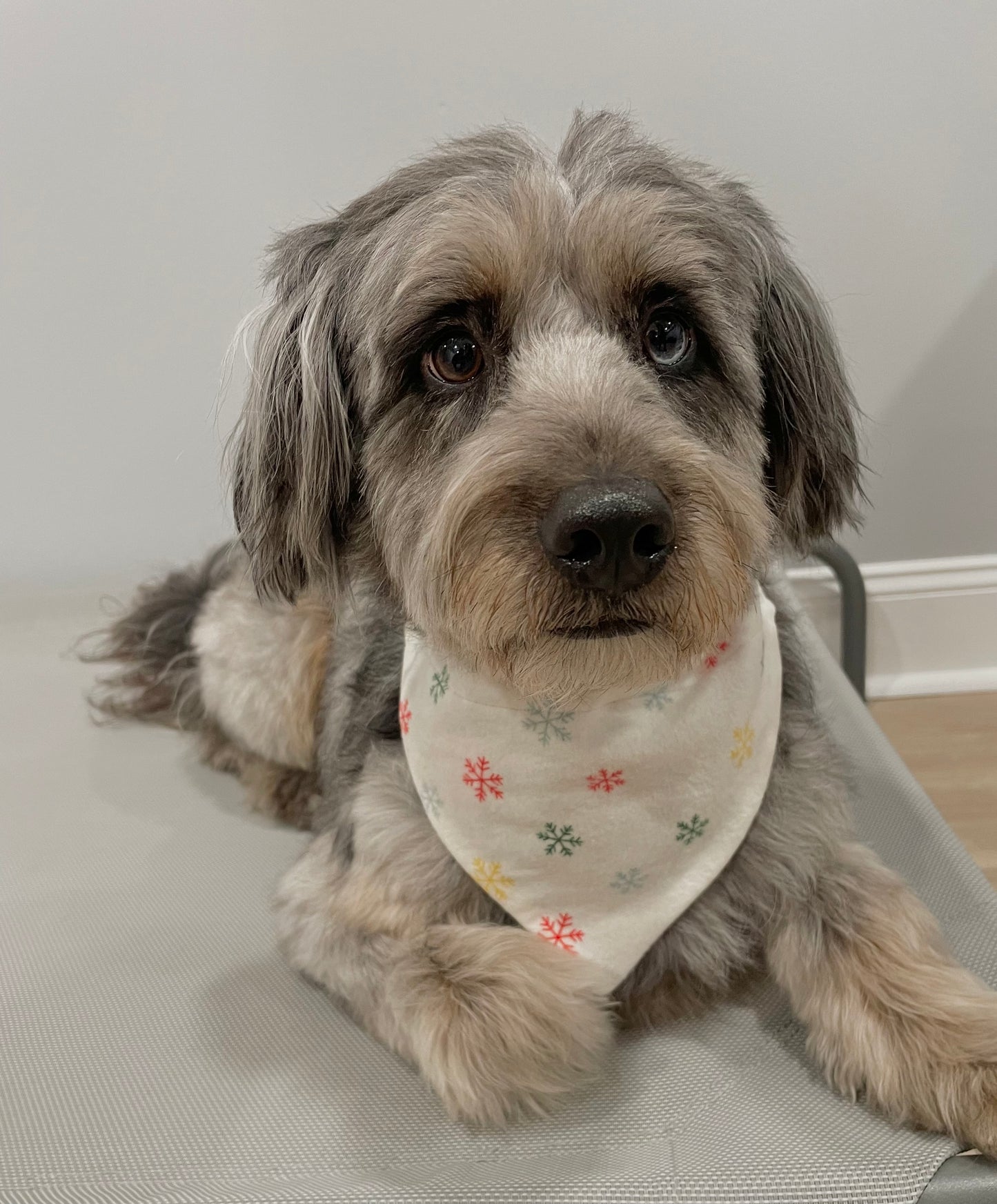 Reversible Pet Bandana