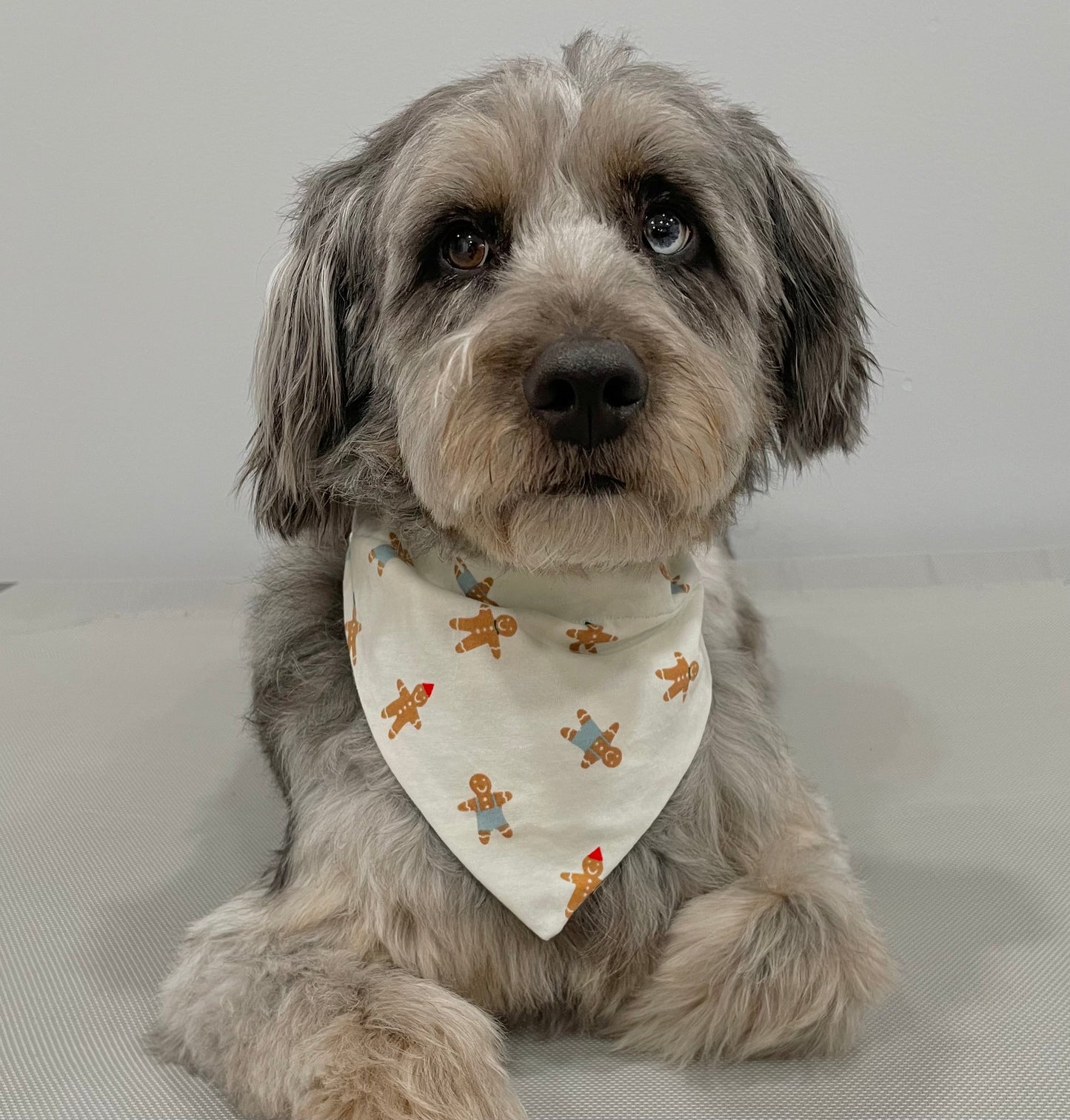 Reversible Pet Bandana
