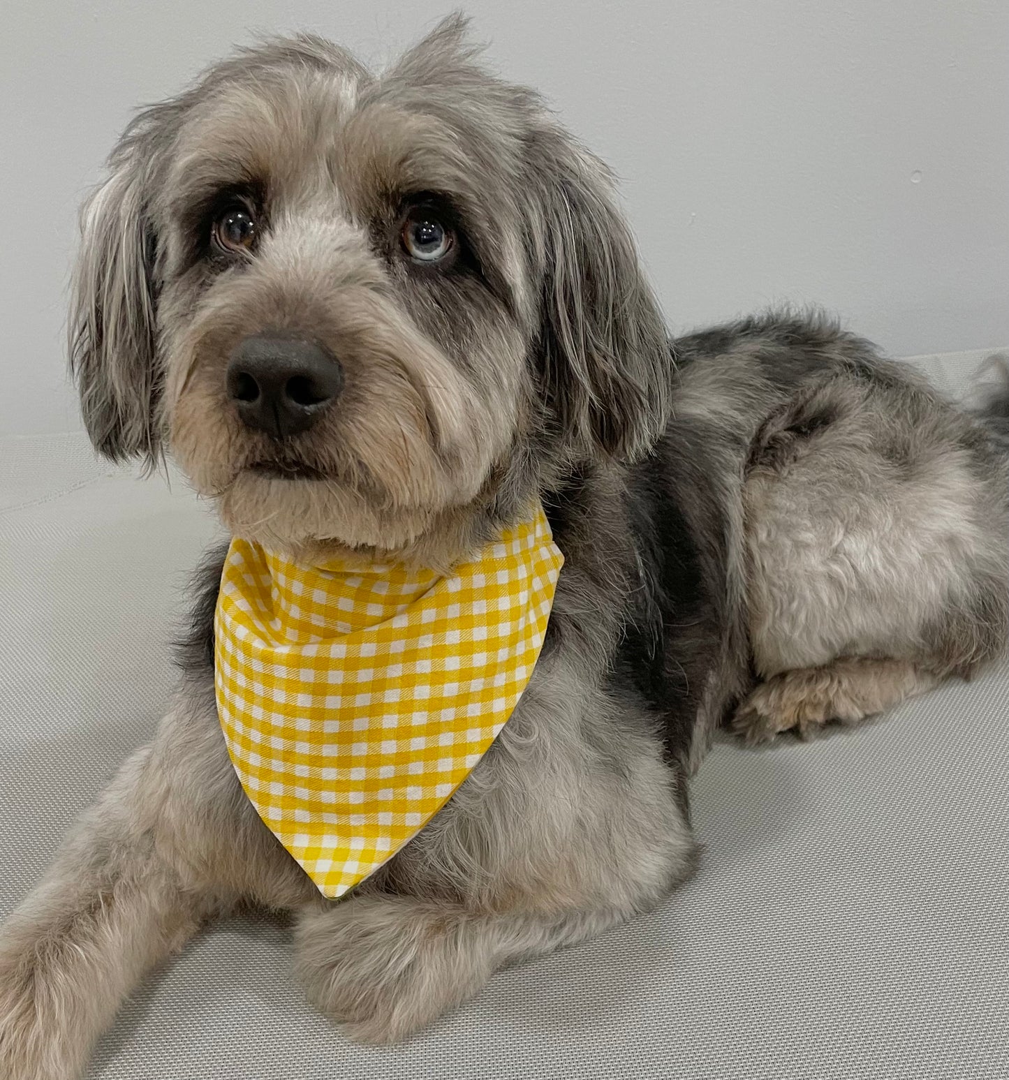 Reversible Pet Bandana