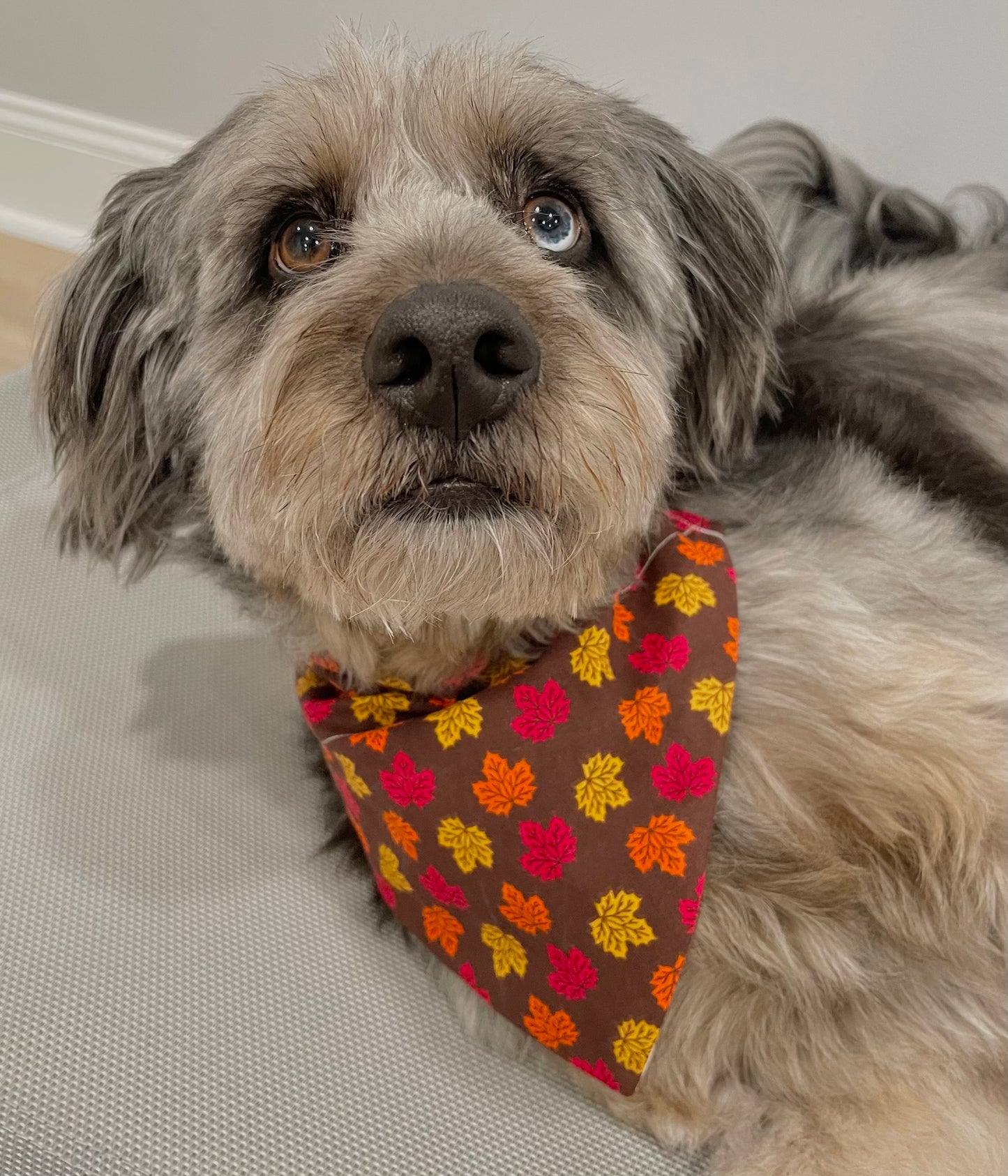 Reversible Pet Bandana