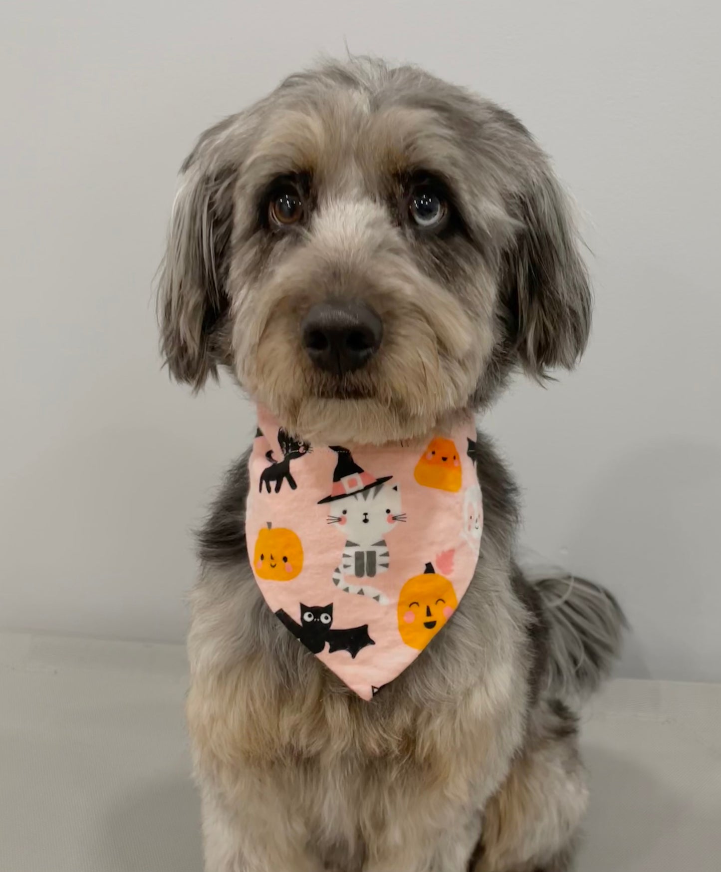 Reversible Pet Bandana
