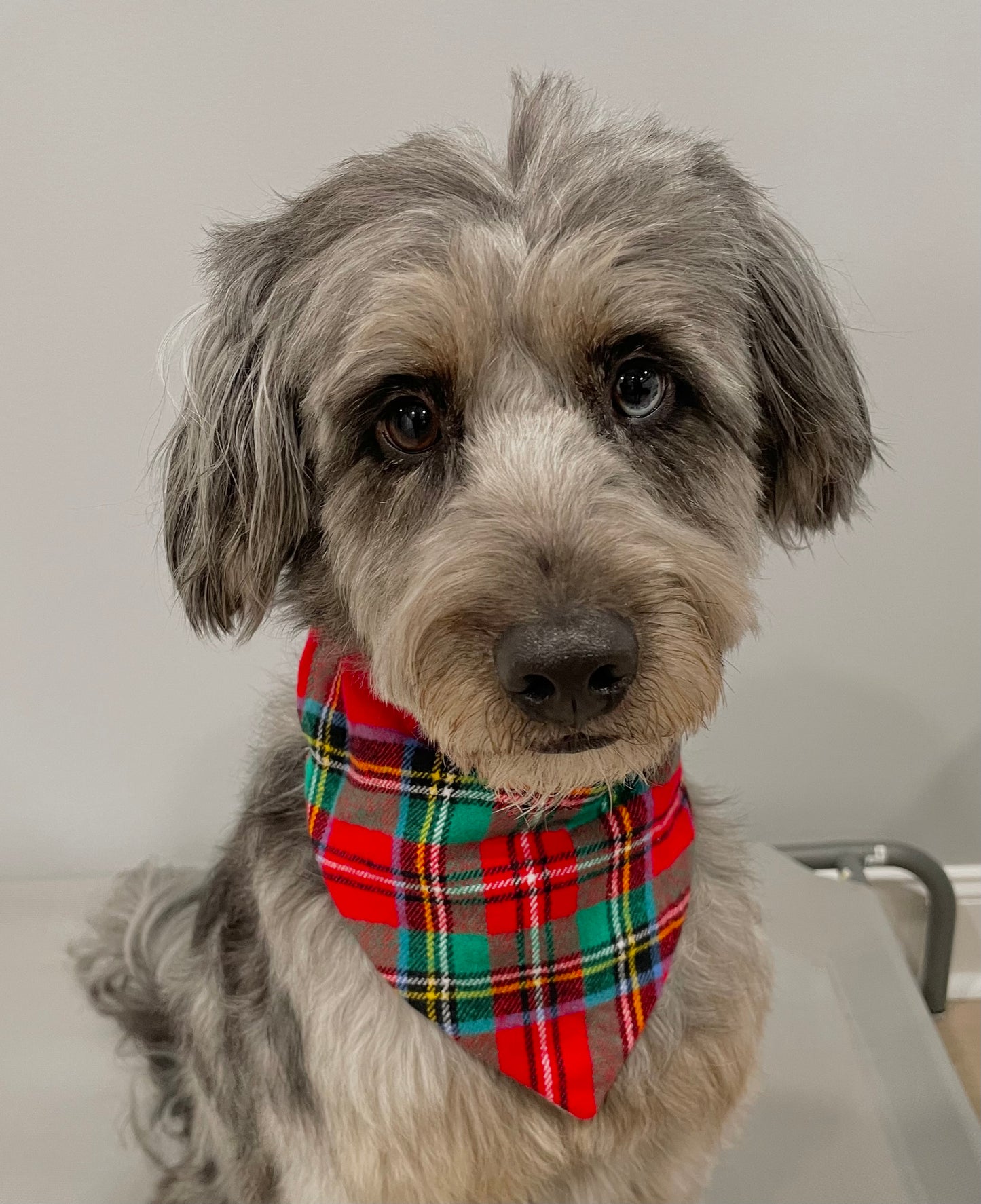 Reversible Pet Bandana