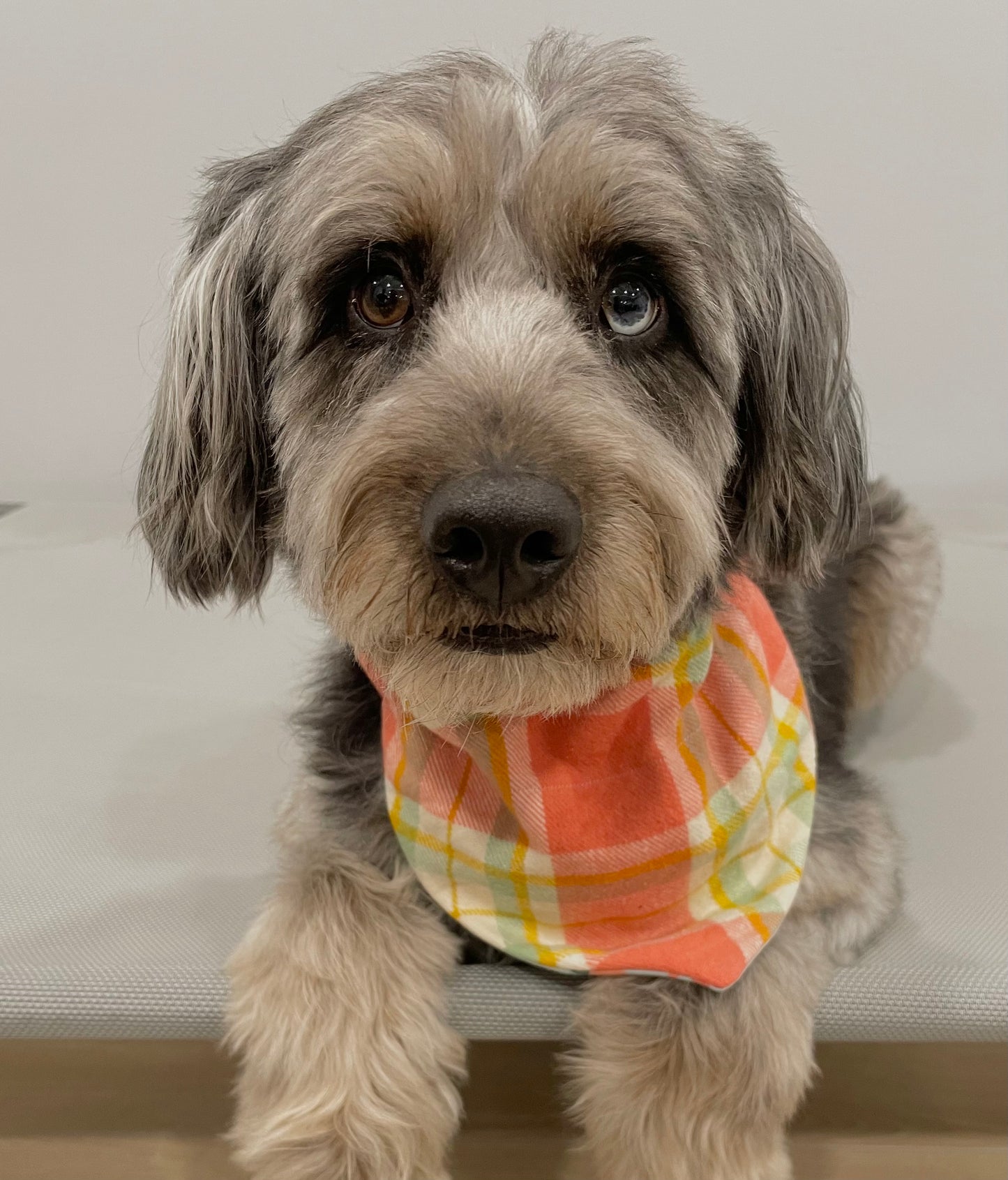 Reversible Pet Bandana