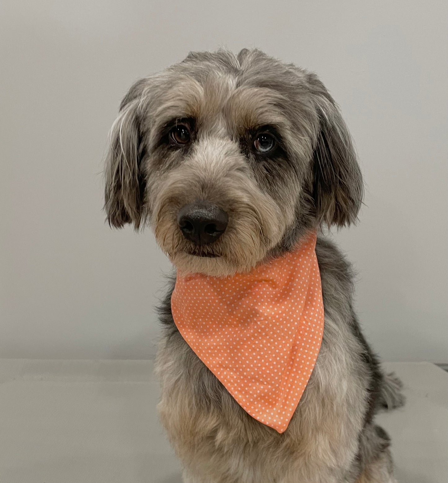 Reversible Pet Bandana