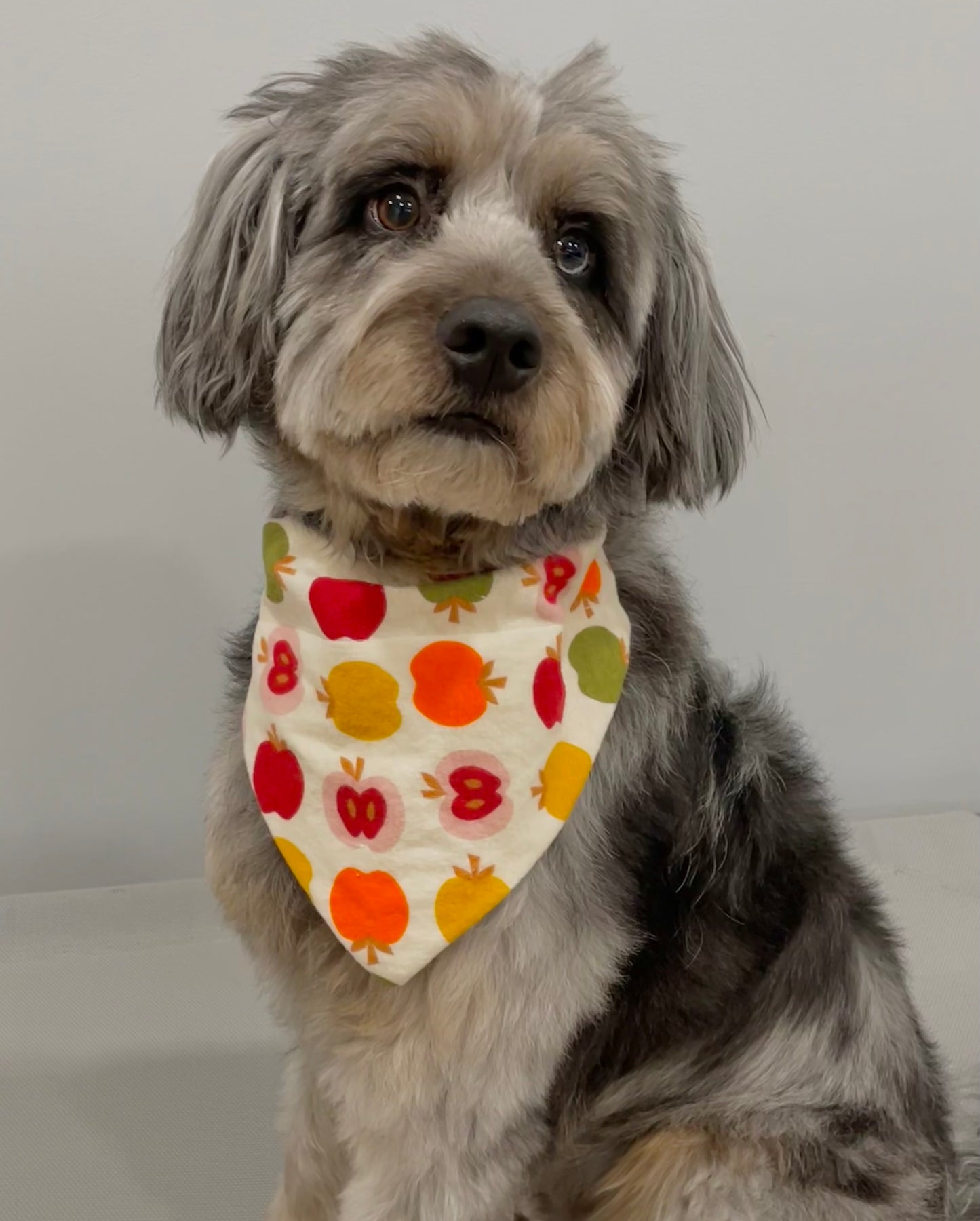 Reversible Pet Bandana