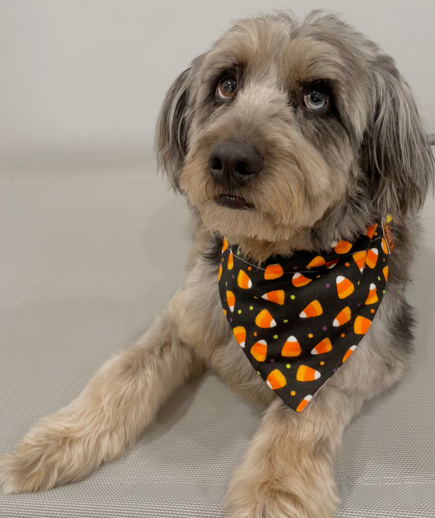 Reversible Pet Bandana