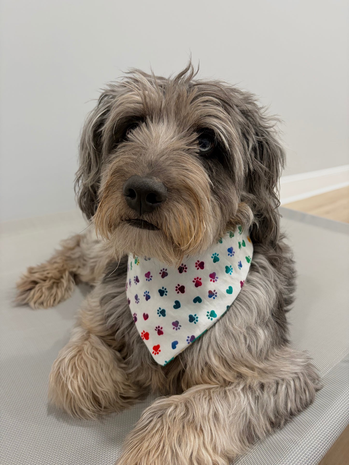 Reversible Pet Bandana